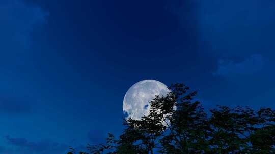 中秋节夜晚满月升空月上树梢