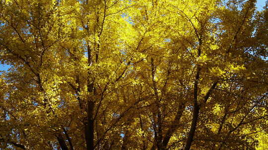 风秋天秋风微风快切快节奏片头情绪意境空镜