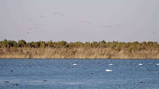 山东黄河口湿地鸟类野生动物
