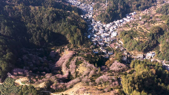 合集 黄山歙县卖花渔村满山遍野梅花风光