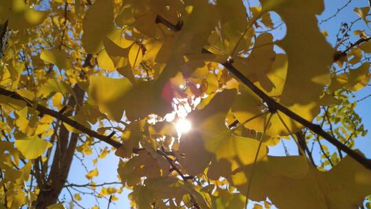 秋天里唯美金黄唯美的阳光银杏树树叶
