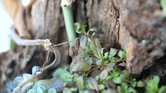 植物 绿色 盆栽 养殖