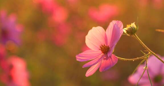 格桑花 夕阳 唯美花朵