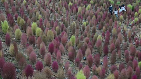 浪漫的乡村振兴植物植被地肤草