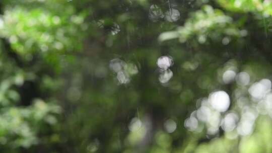 下雨森林背景