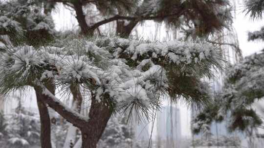 雪后松树树叶树枝积雪