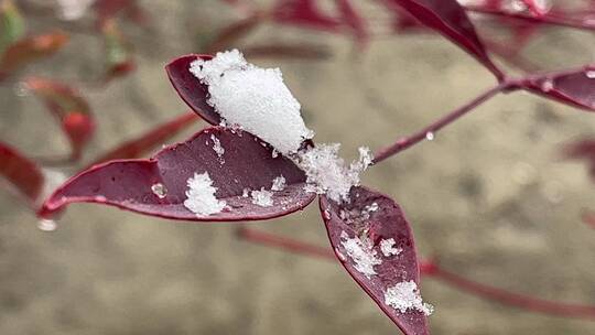 冬天的白雪视频