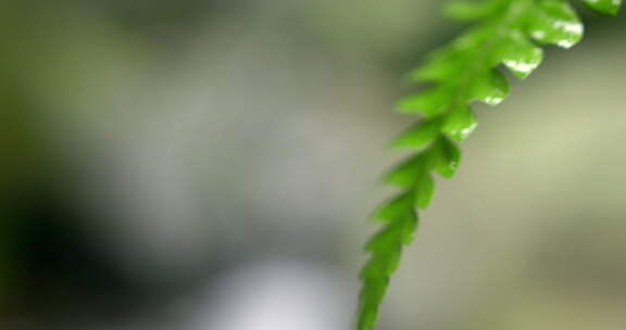 大自然 蕨叶 雨后 山林