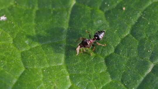 弓背蚁的幼崽在绿叶上觅食的升格特写