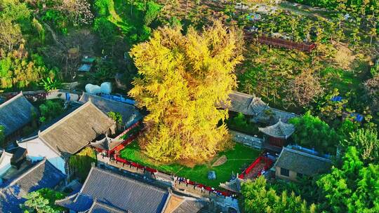 西安古观音禅寺千年银杏树