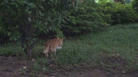 猫咪草地伏击追逐同类