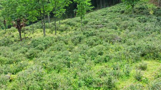 野茶茶山茶田茶树近景航拍前进