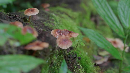 森林中枯木上的蘑菇