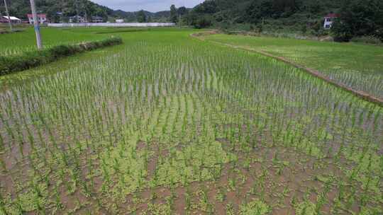 水稻农田梯田种植航拍