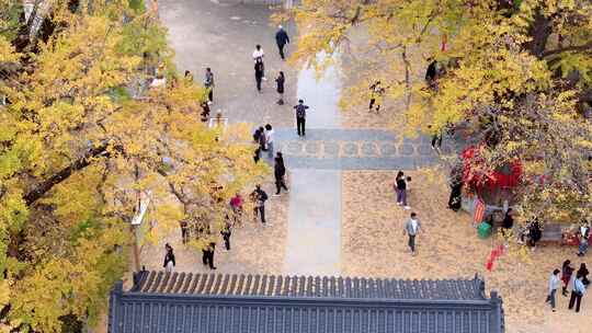 航拍平顶山文殊寺银杏