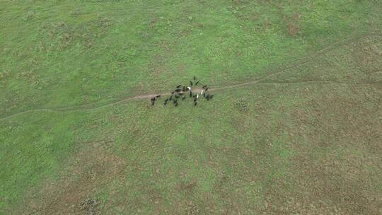 草原上养殖牛羊成群航拍