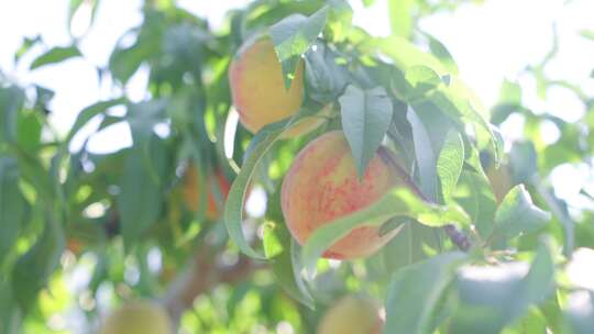 桃子成熟了 水蜜桃 油桃