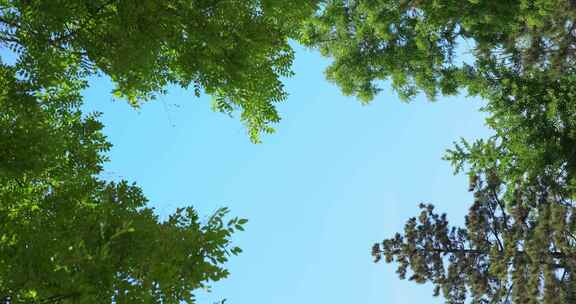 宁静的树林湛蓝的天空微风宁静安详惬意