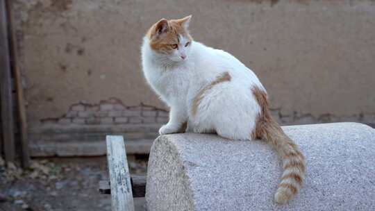 农村磨盘上的猫古老物件复古场景