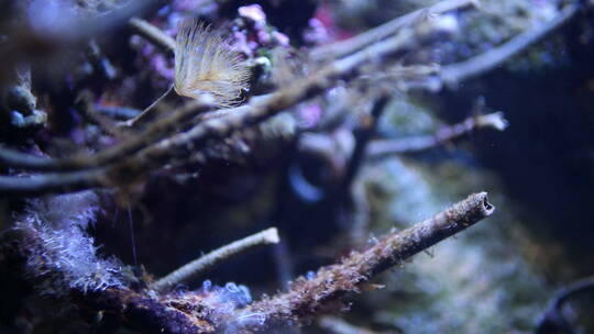 水族馆里的植物特写