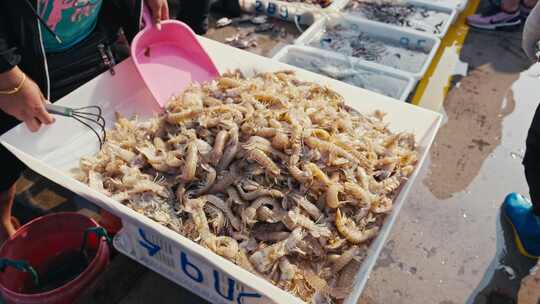新鲜捕捞的皮皮虾