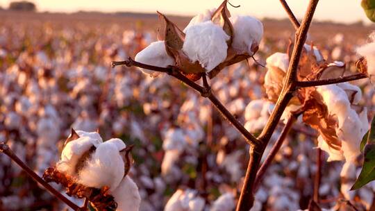 日落时农田里种植的棉花田非常接近