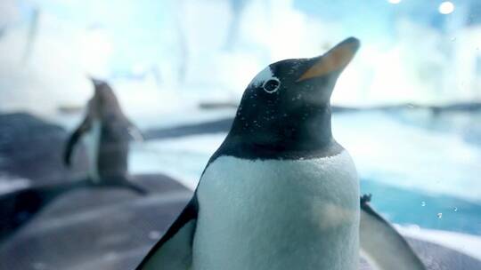 大型海鸟 南极 北跳岩企鹅 翘眉企鹅
