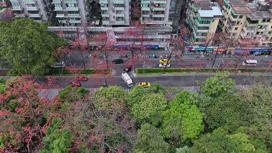 航拍广州陵园西路木棉花