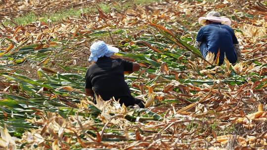 人工掰苞米视频素材模板下载