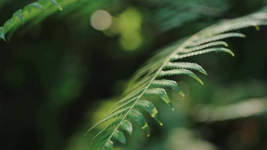 热带雨林绿色植物