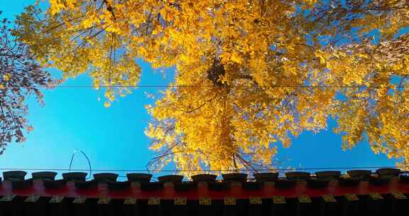 北京秋天 秋天落叶 胡同秋景