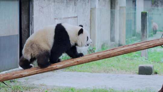 动物园大熊猫