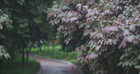 下雨树叶花朵上的雨水雨珠