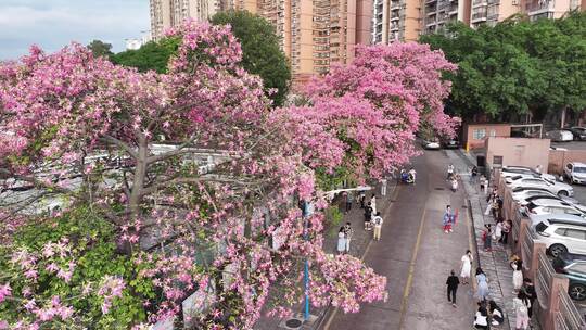 中国广东省广州市天河区华南师范大学异木棉