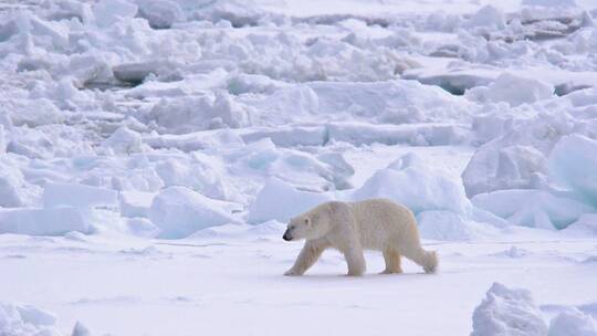 北极熊在海冰上行走视频素材模板下载