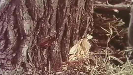 70年代 80年代 90年代 伐木砍树