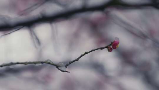 冰雪红梅雪中梅花08