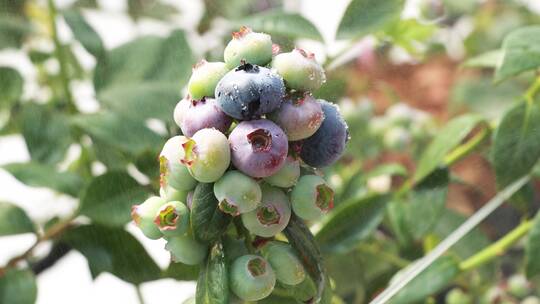 大颗蓝莓挂水珠滴特写采摘种植果汁农业大棚
