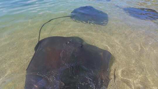 海南陵水分界洲岛沙滩上的唯美魔鬼鱼在游动