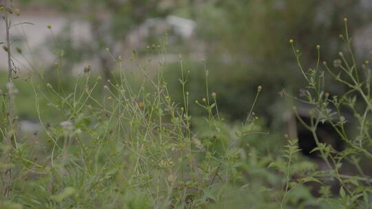 广东农村大山野草