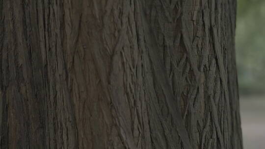 一排大水杉树视频素材模板下载