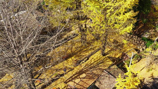 满是金黄银杏落叶的农家院子视频素材模板下载