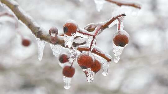 雪融化在树上的浆果上