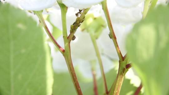 蚂蚁吸食蚜虫蜜汁与分工转运协作