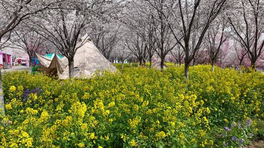 孤柏渡飞黄旅游区樱花园