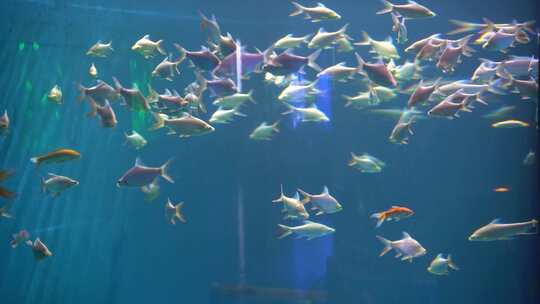 海洋馆水母美人鱼表演魔鬼鱼海底世界视频素材模板下载