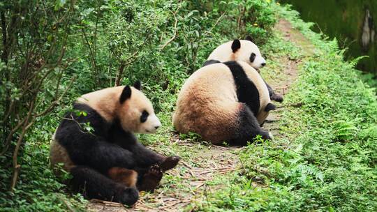 三只大熊猫站立拿苹果吃钓猫游戏