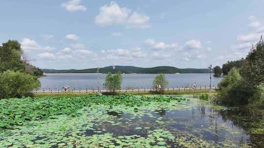 航拍长春净月潭公园夏季风光荷花塘与湖面