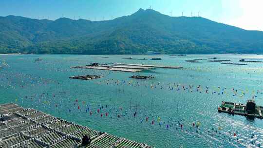 汕头南澳海洋牧场海草牡蛎生蚝养殖彩虹海