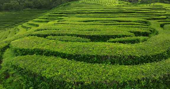 种植园，梯田，茶，绿色